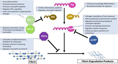 All tangled up: interactions of the fibrinolytic and innate immune systems